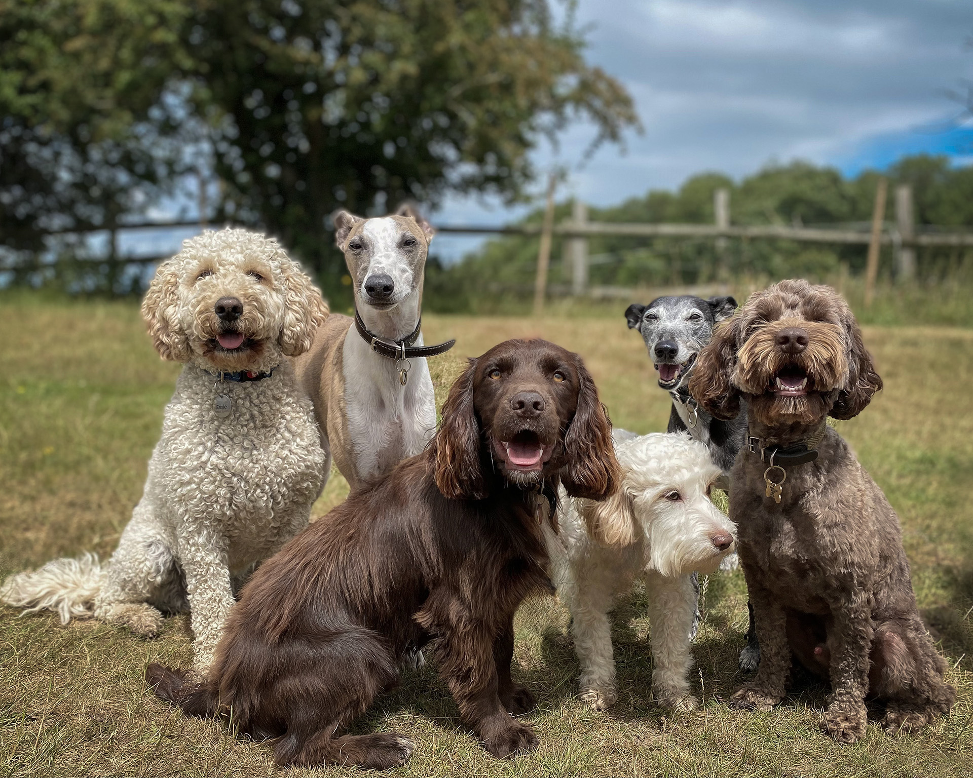 waggingalore-dog-care-bromley